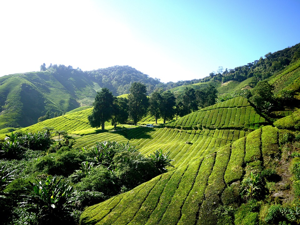 8 attractions at Cameron Highlands, Malaysia