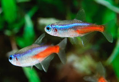 Neon Tetra - Animals That Start With N Neon Tetra - Animals That Start With N
