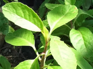 Tanaman Gynura procumbens berbentuk perdu tegak bila masih muda dan dapat merambat setelah MANFAAT TANAMAN SAMBUNG NYAWA
