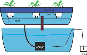 Tanaman Hidroponik Hidroponik Sistem Ebb And Flow