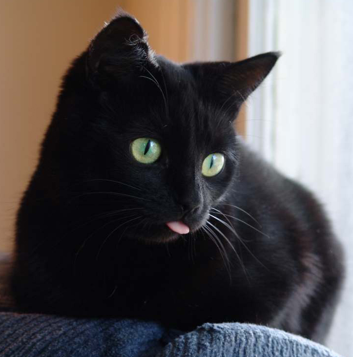 Beautiful Black Cat | Funny Cat Pictures