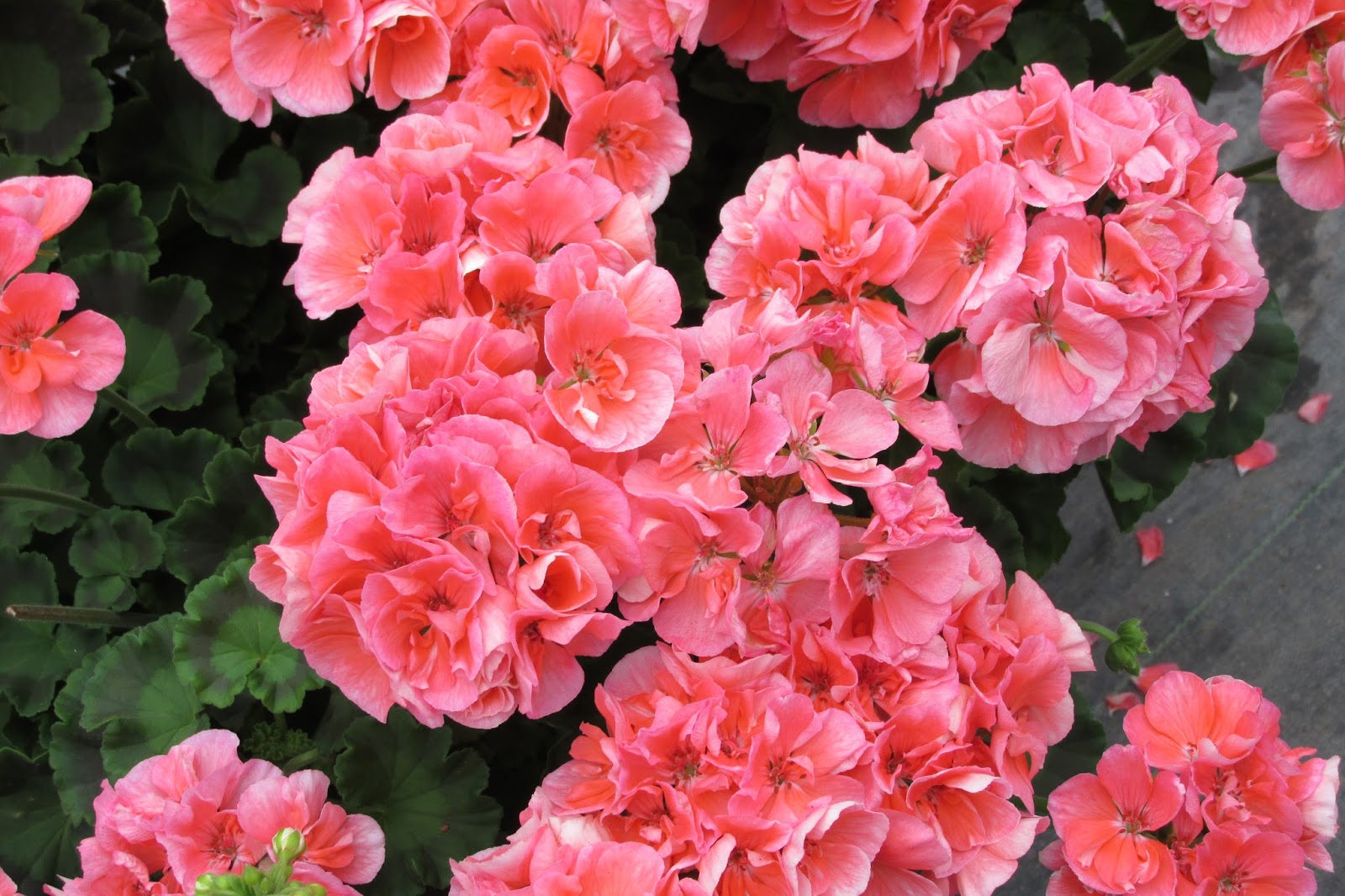 Tagawa Gardens A Look at Plants to Come