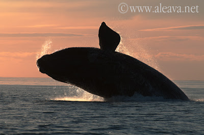 Avistaje de Ballena en Península Valdés Patagonia Argentina