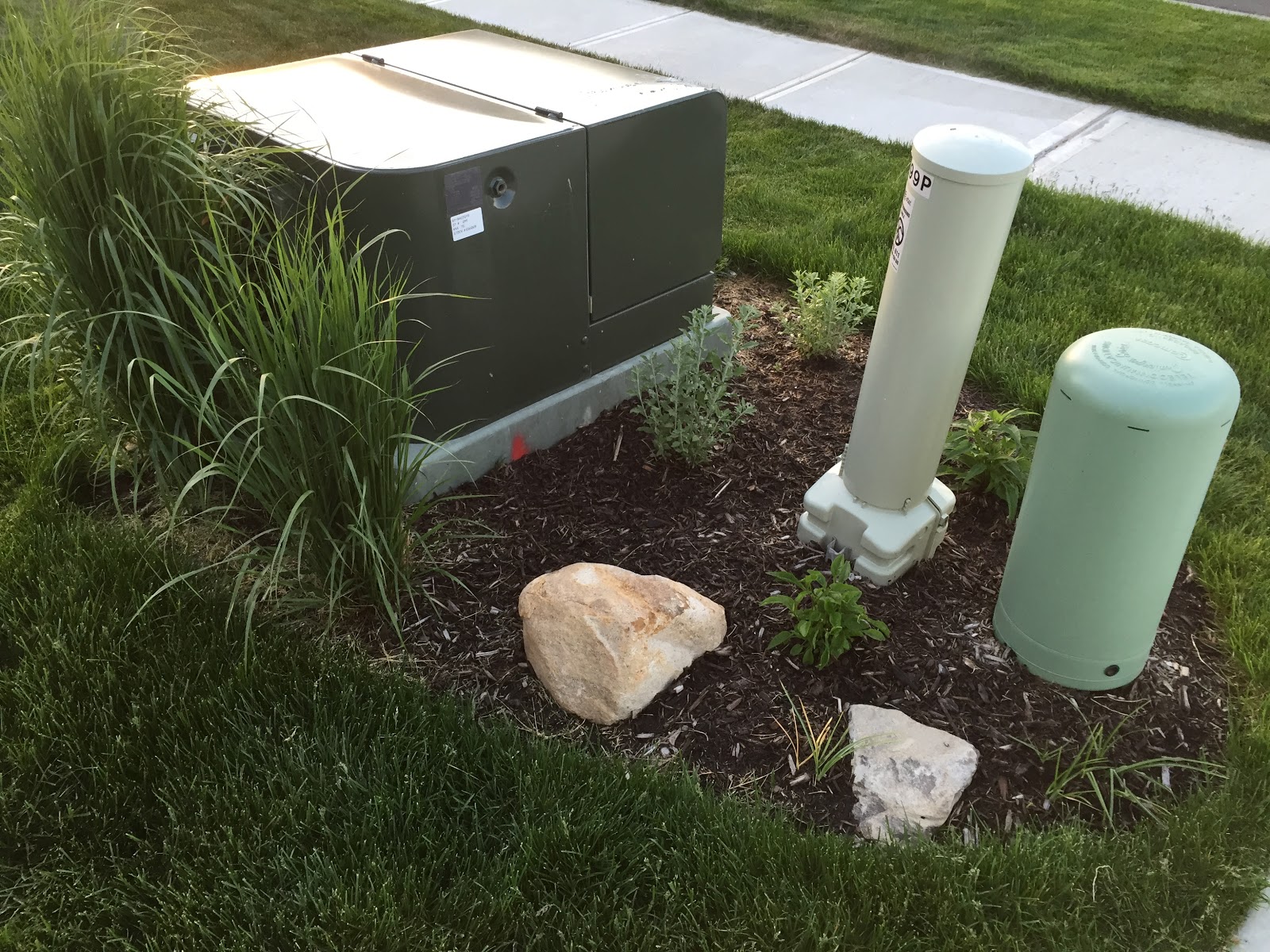 Backyard Neophyte Landscaping Blog List of Plants in My Yard