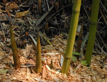 How to take cuttings from bamboo