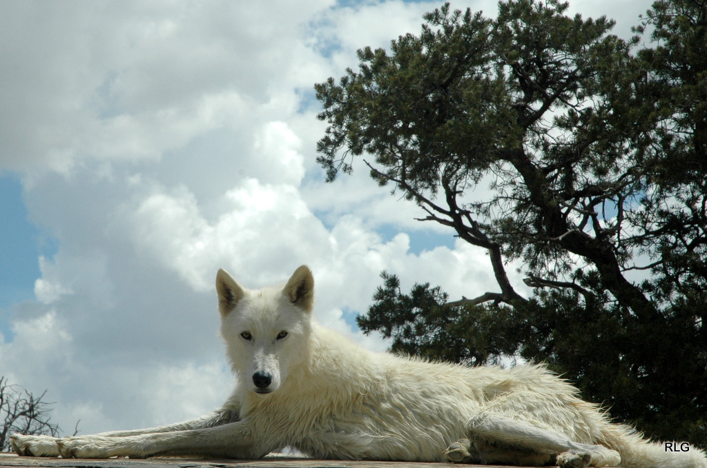 Rachel's Adventures Wolves in New Mexico