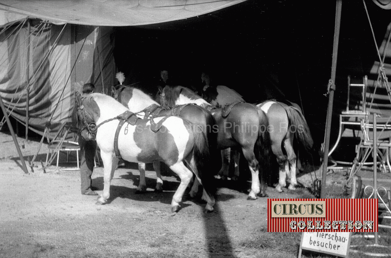 les chevaux du Circus Barum