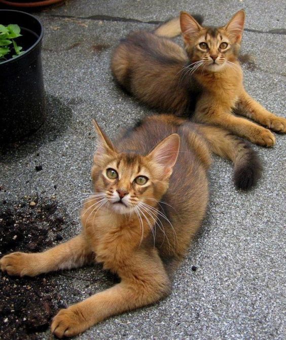 Abyssinian | Cat Breed | Information,Pictures,Description and Health