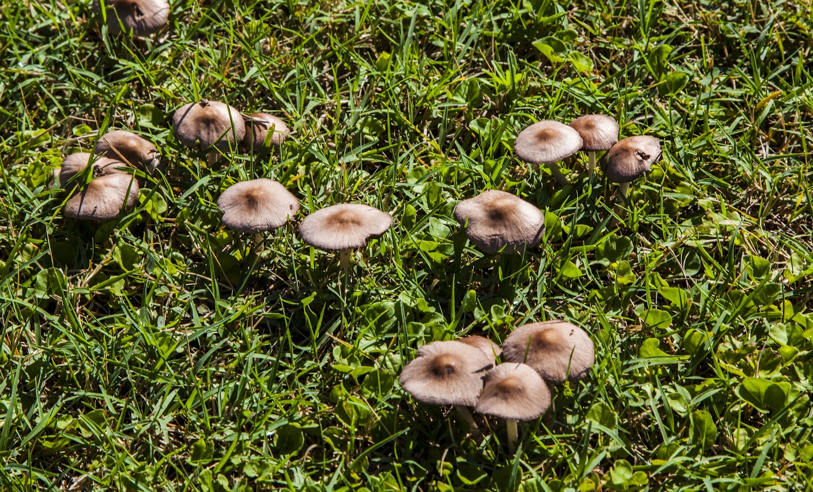 Walking Arizona Mushrooms in the lawn