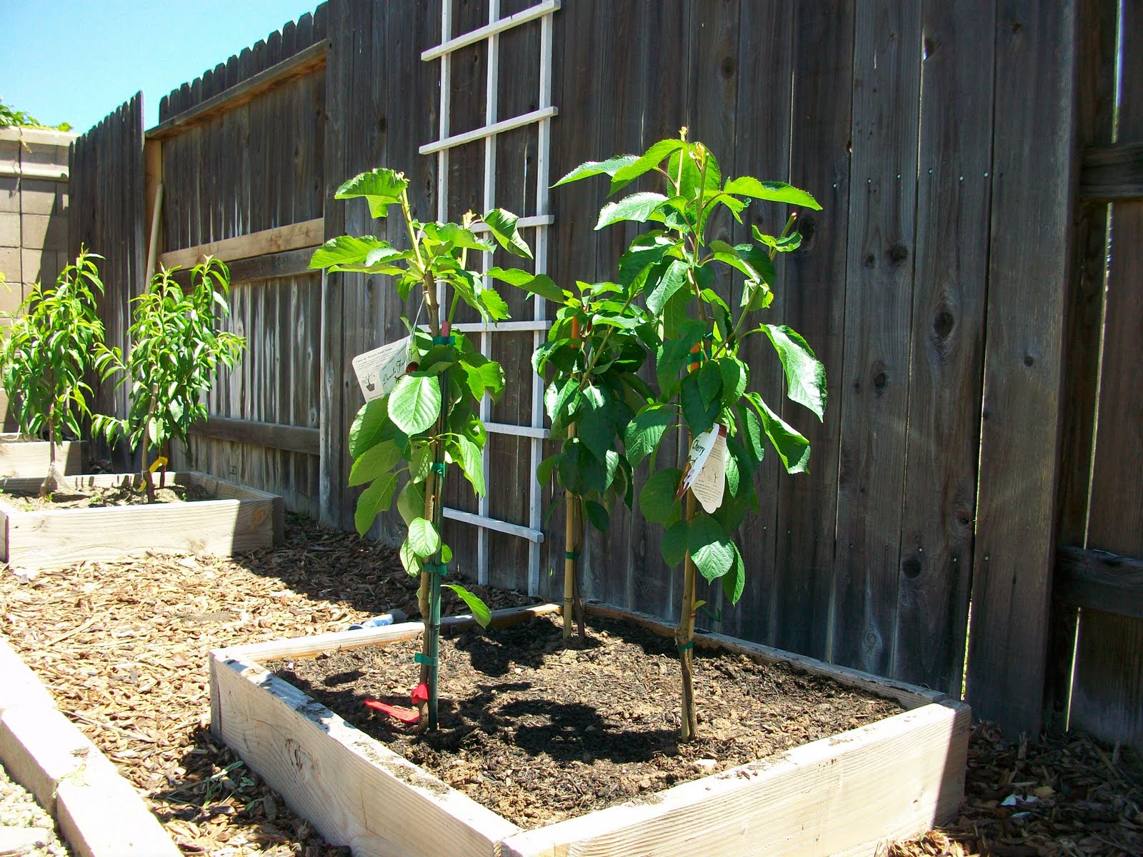 Love Green Things: Backyard Orchard Culture