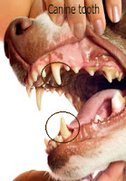 canine tooth