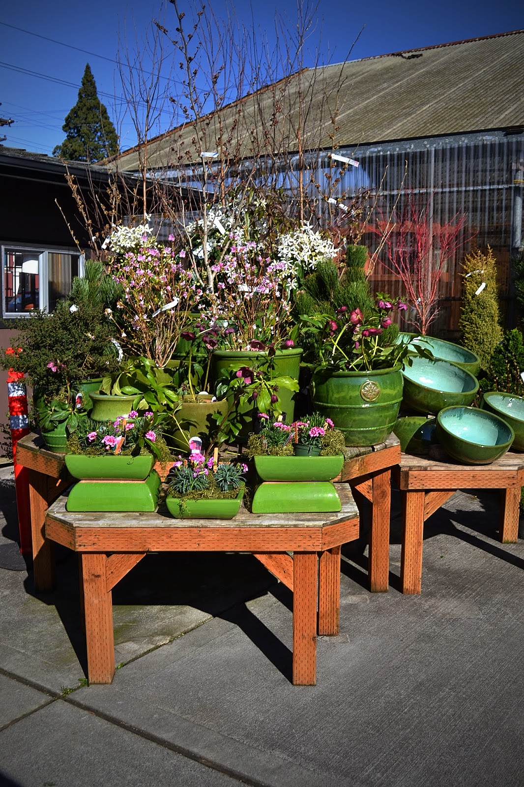 The Outlaw Gardener Visiting Portland Nursery on Stark