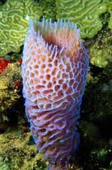 67 Koleksi Contoh Hewan Porifera Beserta Gambar Gratis
