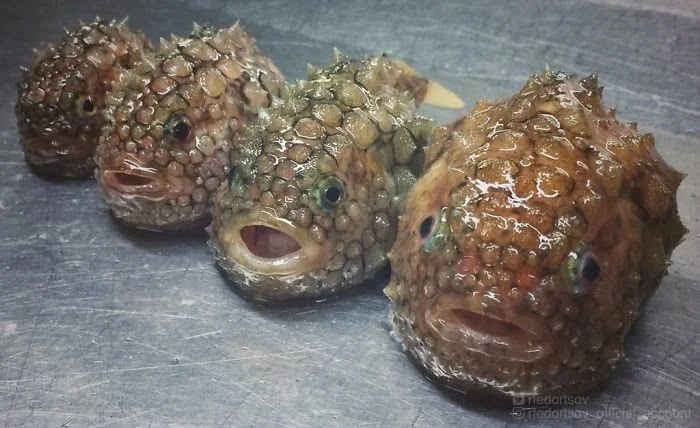 Ikan Laut Dalam Roman Fedortsov