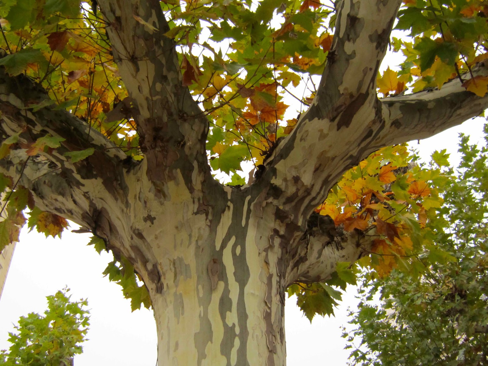 meredith-nemirov-pollarding-sycamores