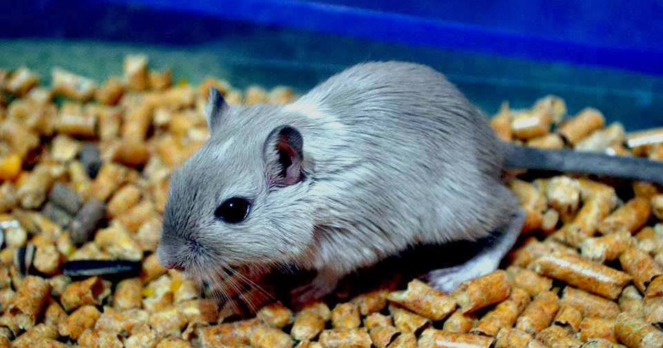 Tudo sobre Gerbil/Esquilo da Mongólia Gerbils como animais de estimação Tudo sobre Gerbil/Esquilo da Mongólia Gerbils como animais de estimação