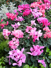 Allan Gardens Conservatory 2014 Spring Flower Show cyclamen massed by garden muses-not another Toronto gardening blog