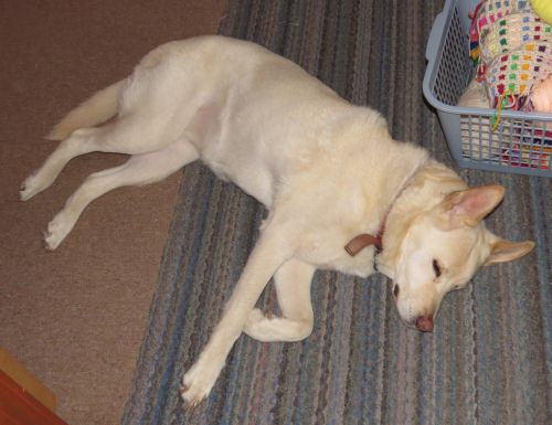 white German shepherd