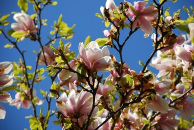 Seguidores de Sai Baba: Las fragantes flores de Prema