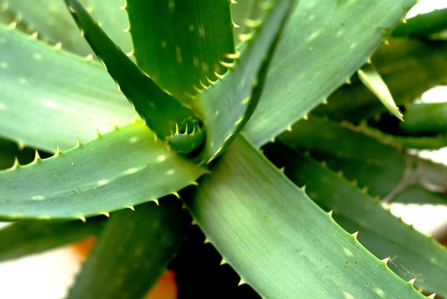 Check Out the Benefits of Aloe Vera!