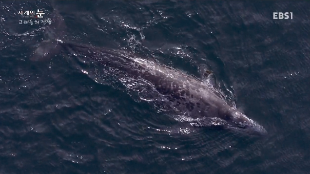 범고래 Vs혹등고래 | 인스티즈