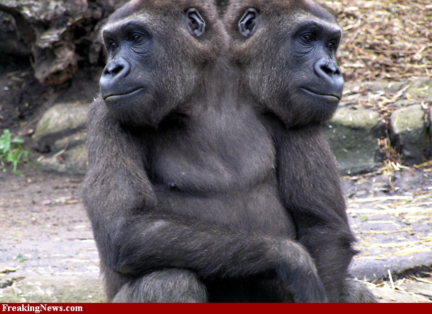 Animal Zoo Life Two Head Animals Two Headed Animals Animals With Two animal-zoo-life-two-head-animals-two-headed-animals-animals-with-two