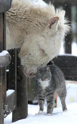 Beautiful winter scene with mule and cat in snow