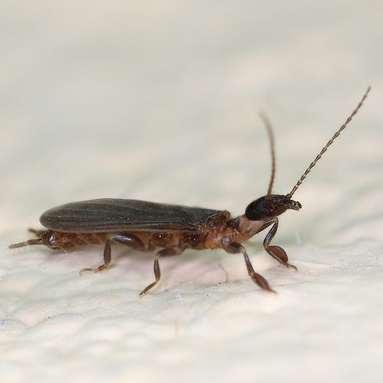 Real Monstrosities spinner