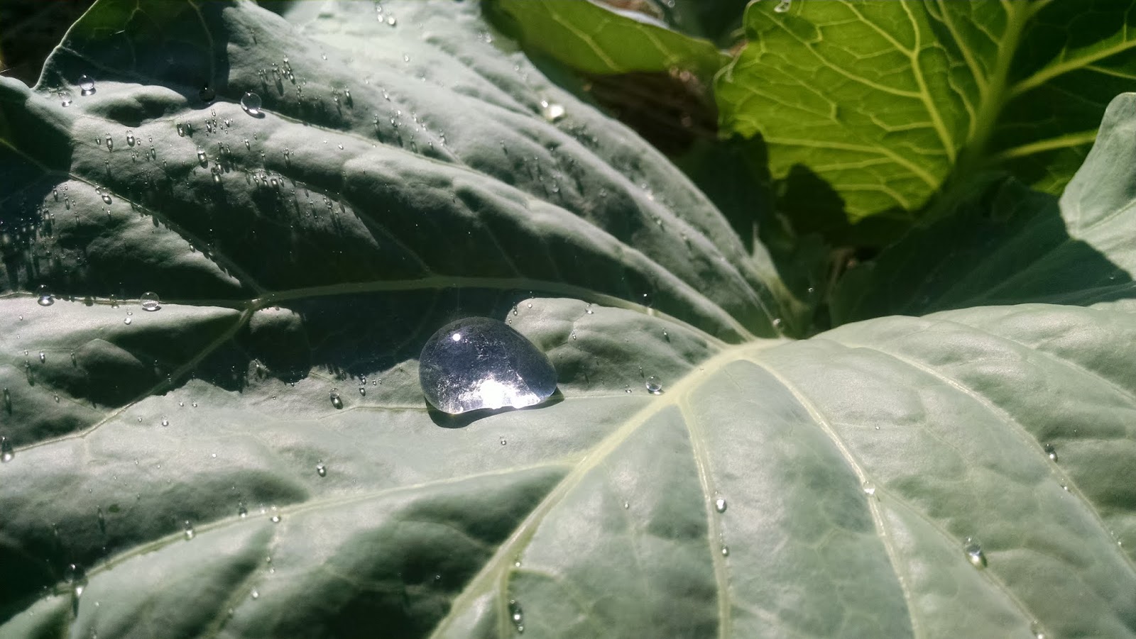 The Poor Farm Stop and Smell the Cabbage