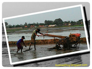 sawah, memnajak sawah, anak, traktor