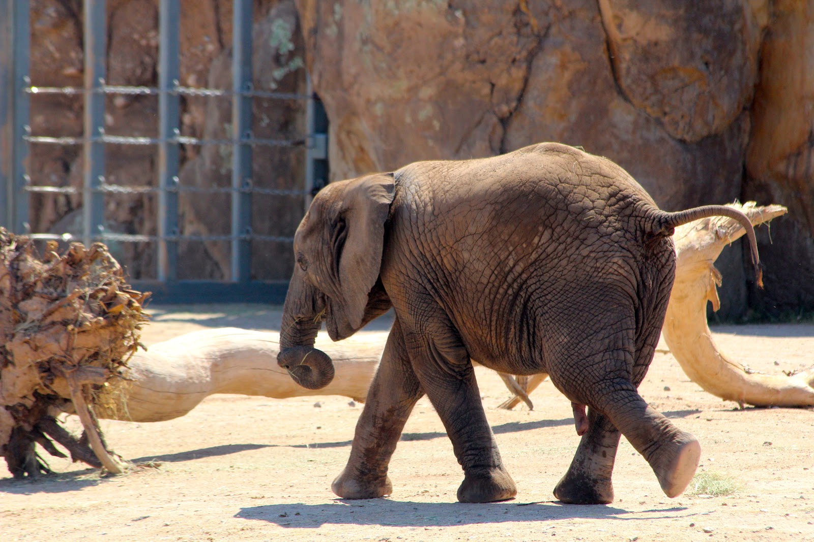 Through the Calm and Through the Storm E is for Elephant Poop and