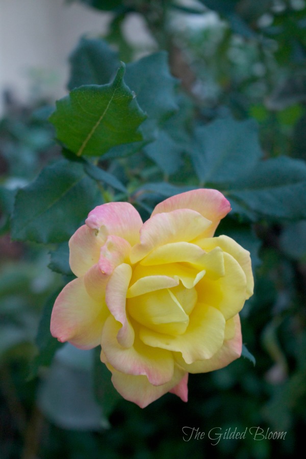 Autumn Rose www.gildedbloom.com #roses