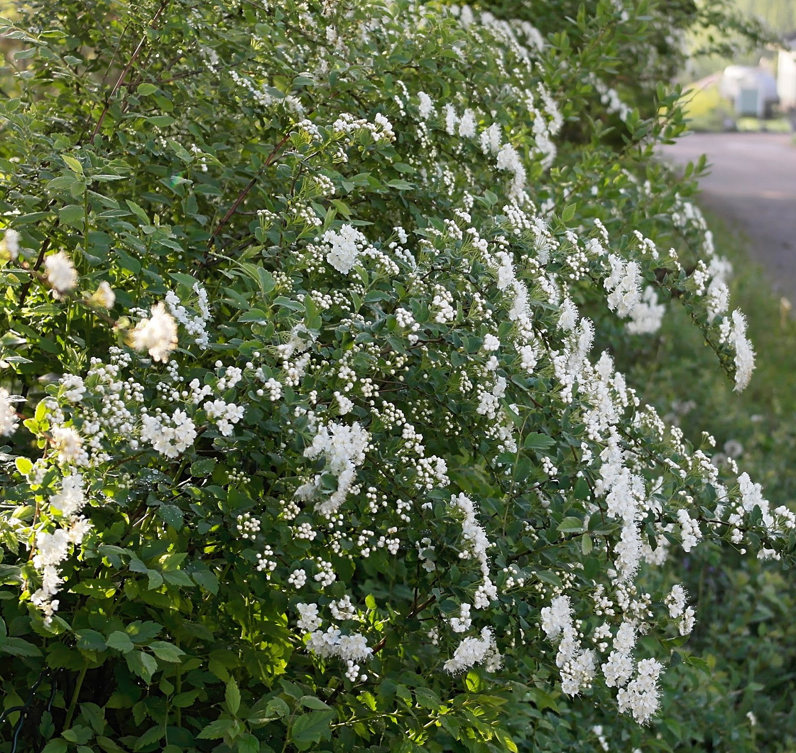 Flore Sauvage En Suisse Et Jardins Botaniques Spiraea