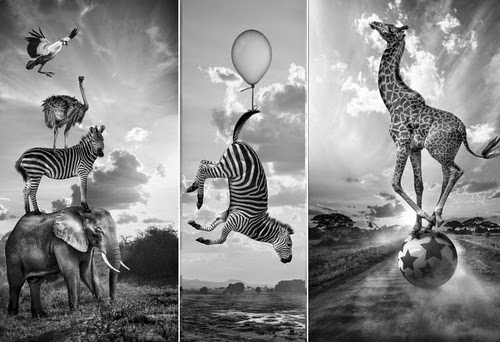 00-Thomas-Subtil-Black-&-White-Photo-of-Surreal-Animals-Downtime-www-designstack-co