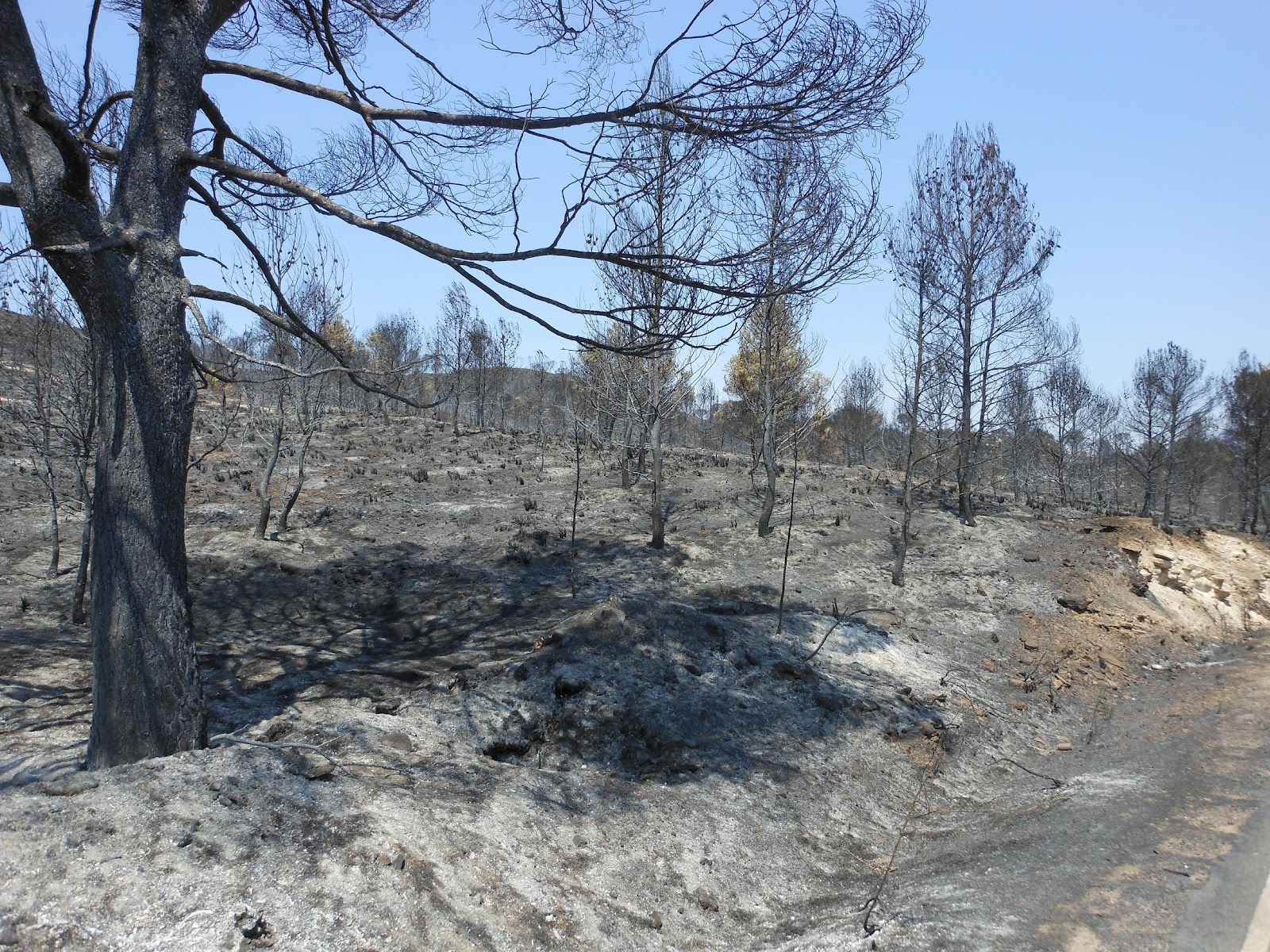 Izquierda Unida de Mota del Cuervo: ÁREA DE SALUD Y MEDIOAMBIENTE