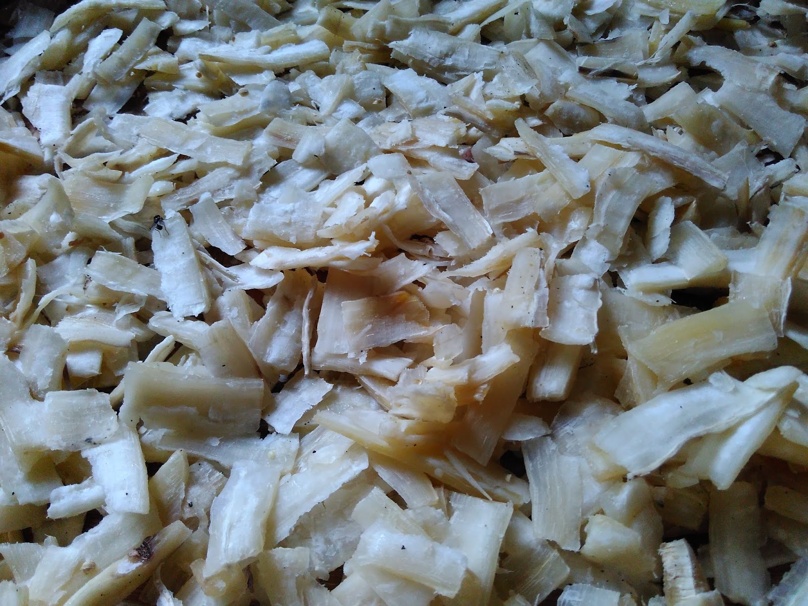 manggleng (krecek) makanan dari singkong asli Gunungkidul 