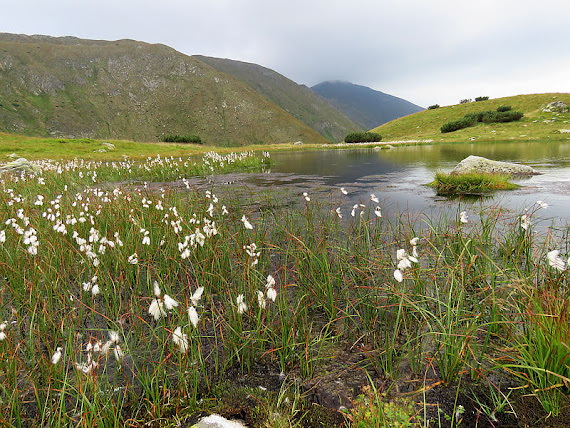 Wełnianka pochwowata (Eriophorum vaginatum L.) welnianka