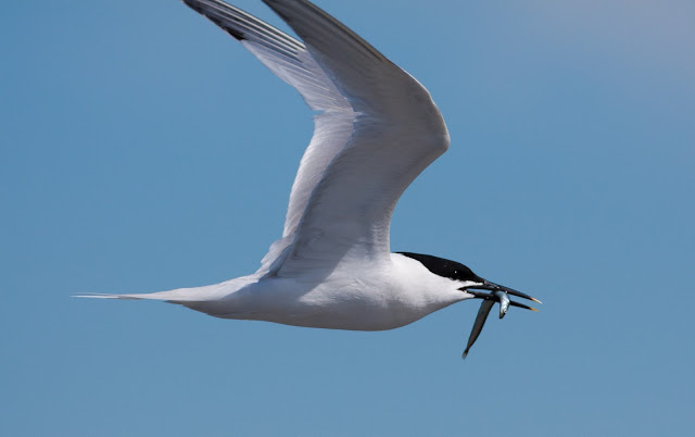 Sandwich Tern - Cemlyn Bay, Anglesey