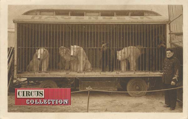 les ours du cirque dans leur cage 