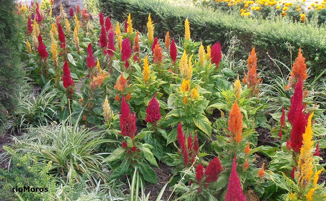 Amaranto Plumoso Celosia Argentea Var Plumosa Plantas Riomoros