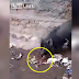 Sekumpulan babi berebut makan mayat bayi