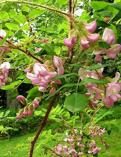 Flowering Rose Acacia tree - Robinia hispida