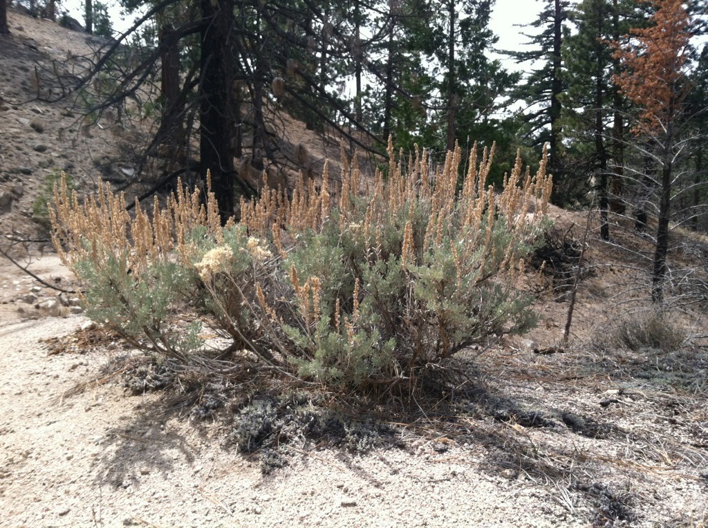 The Arroyo Sage Out With The Big Sagebrush