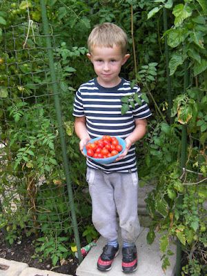 harvesting home-grown tomatoes