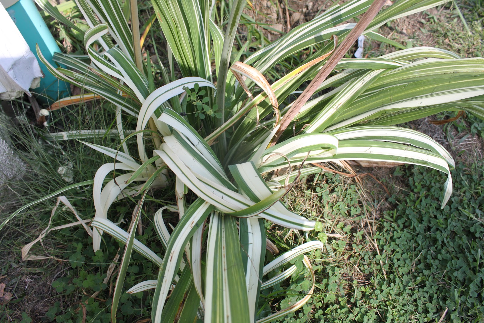 Lewis Daylily Garden Variegated daylilies.