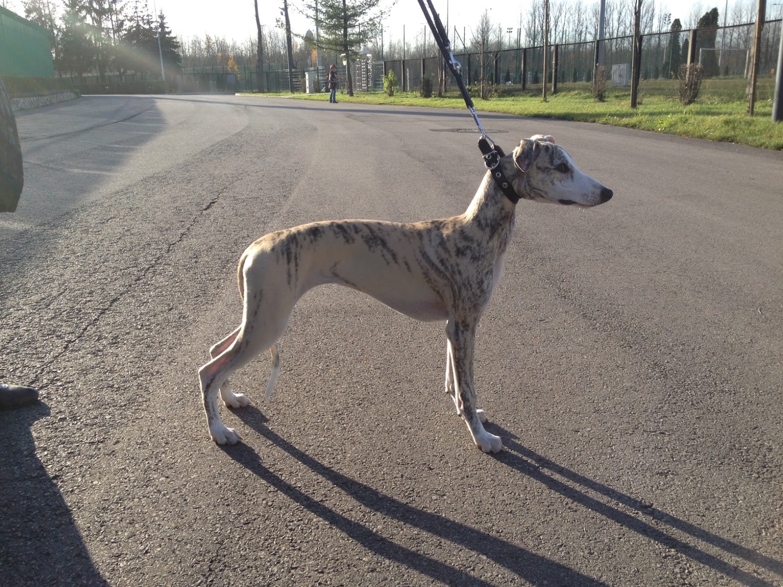 Havana, Hawaii and Partyzantka Whippets Pozy wystawowe)