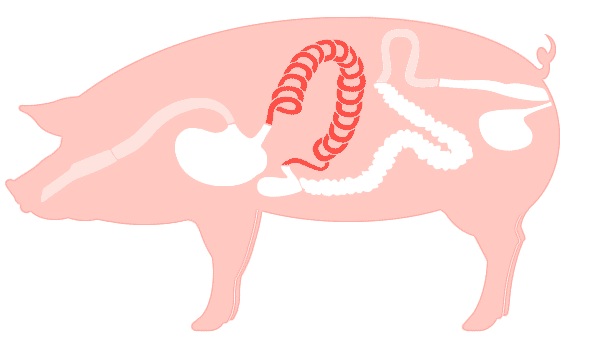 What Food Is Good For Intestines What Food Is Good For Intestines