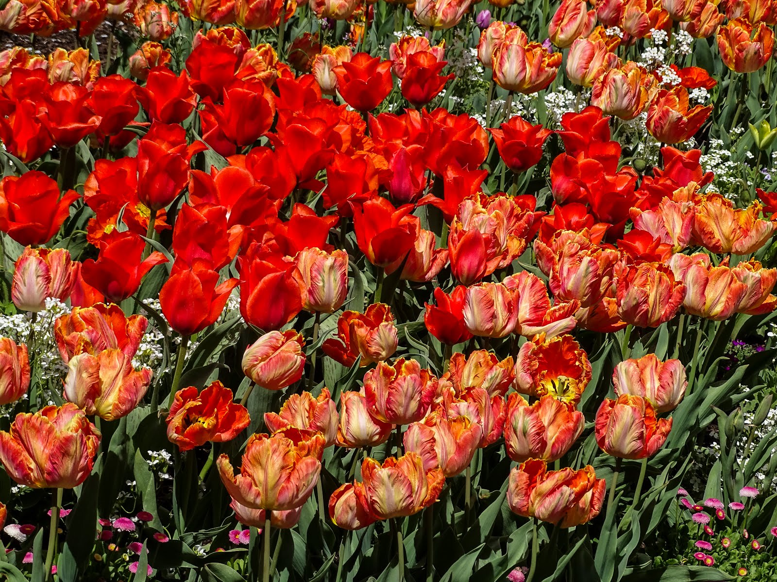 Walking Arizona Fields of Tulips