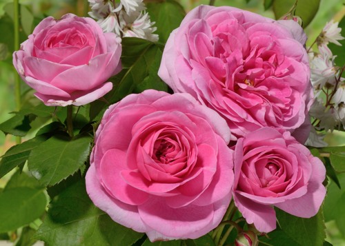 Gertrude Jekyll rose сорт розы фото  
