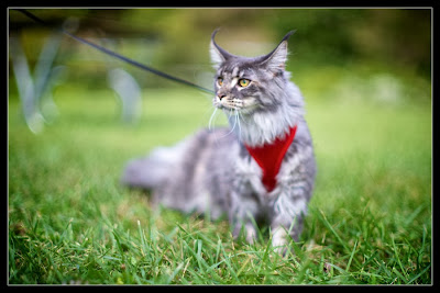 Shiva, the maine coon kitten